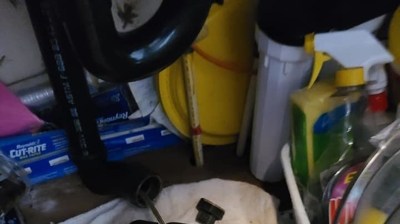 Sewer Shark At Work Photo