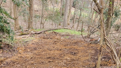 Sewer Shark At Work Photo